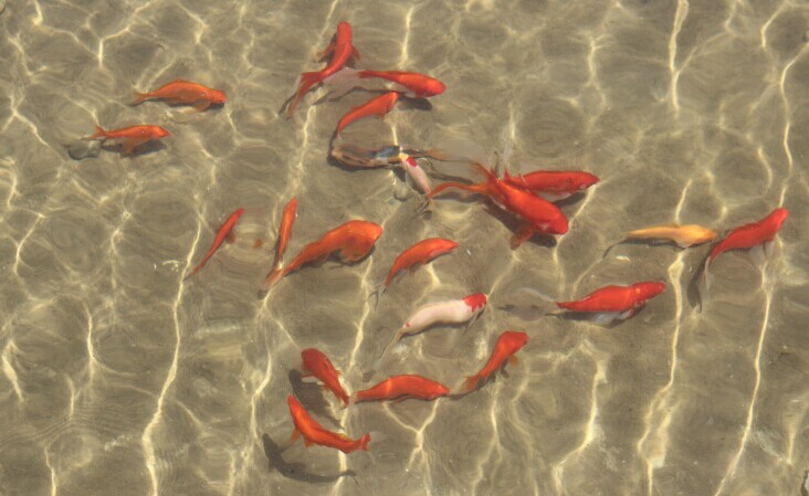 【毕业季 • 母校，我们爱你】经管毕业生赠学院锦鲤