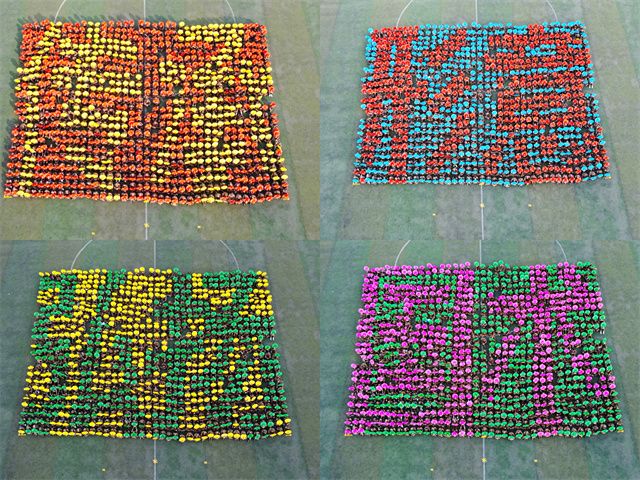 军训×运动会=国术形意拳的创意表达